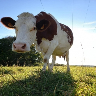 Nous profitons des derniers rayons du soleil pour rentrer nos vaches.
L'heure de la traite approche..🐄🐄🥛🥛

#circuitcourt #simmental #comté #franchecomte #montbeliarde #simmental #fromage #cooperative #morbier